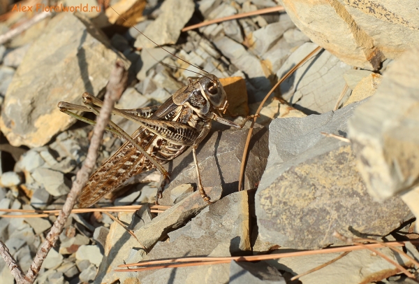 Decticus verrucivorus
Ключевые слова: Decticus verrucivorus