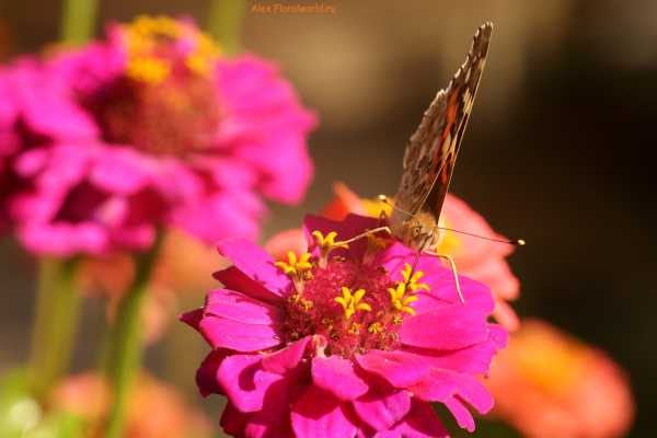 Vanessa cardui
Ключевые слова: Vanessa cardui