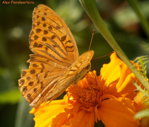 Argynnis paphia
Ключевые слова: Argynnis paphia