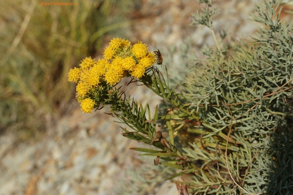 Galatella linosyris
Ключевые слова: Galatella linosyris