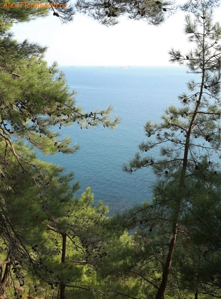 Лес и море
Ключевые слова: лес море