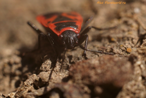 Клоп Pyrrhocoris apterus
Ключевые слова: клоп Pyrrhocoris apterus