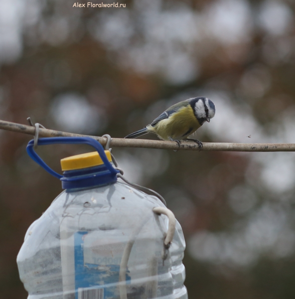 Parus caeruleus
Ключевые слова: Parus caeruleus
