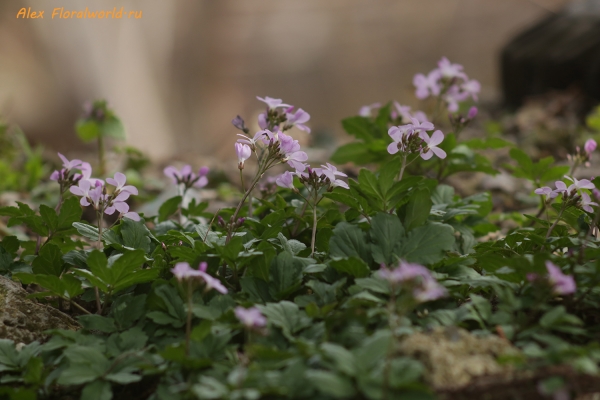 Зубянка пятилистная - Dentaria quinquefolia
Ключевые слова: Зубянка пятилистная Dentaria quinquefolia