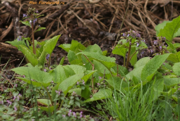 Trachystemon orientalis
Ключевые слова: Trachystemon orientalis