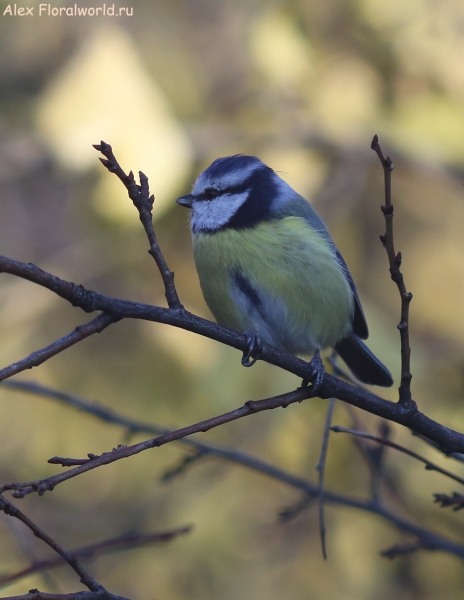 Parus caeruleus
Ключевые слова: Parus caeruleus