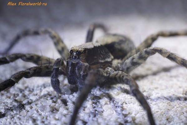 Паук lycosidae
Ключевые слова: паук lycosidae фото макро