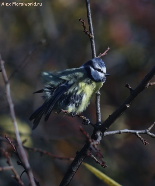 Parus caeruleus
Ключевые слова: Parus caeruleus