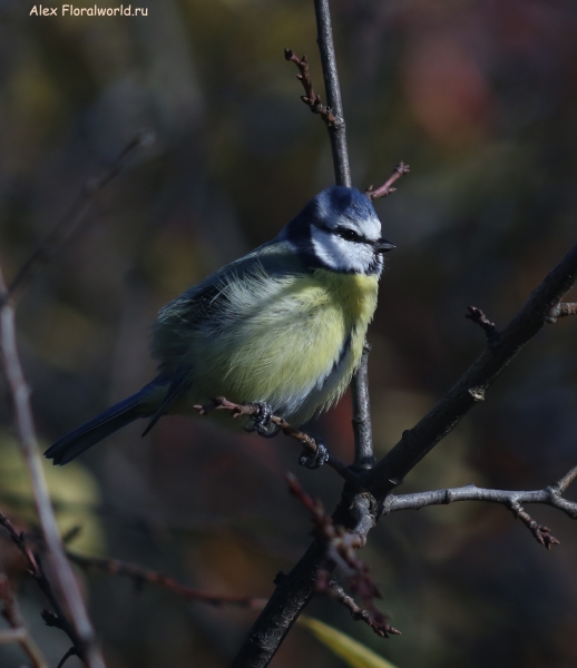 Parus caeruleus
Ключевые слова: Parus caeruleus