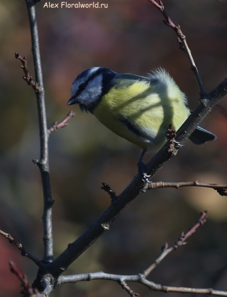 Parus caeruleus
Ключевые слова: Parus caeruleus