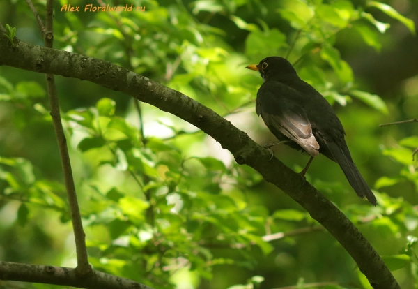 Turdus merula
Ключевые слова: Turdus merula