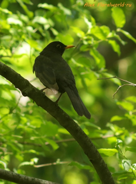 Turdus merula
Ключевые слова: Turdus merula