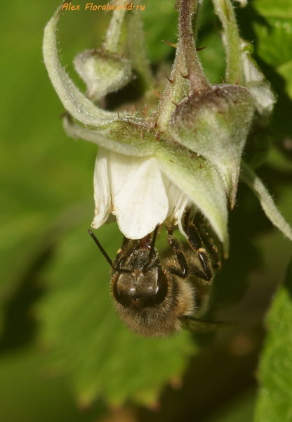 Пчела на малине
Ключевые слова: пчела фото