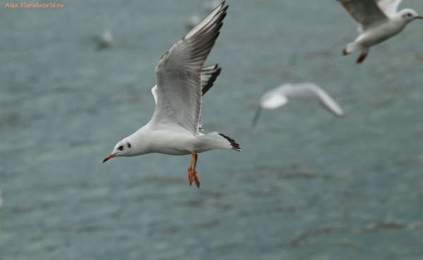 Larus ridibundus
Ключевые слова: Larus ridibundus