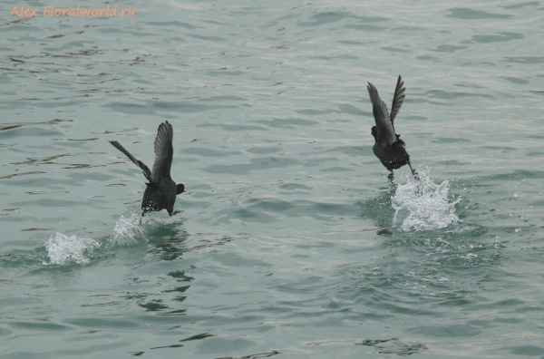  Fulica atra
Ключевые слова: Fulica atra