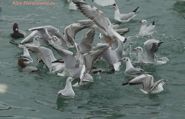 Larus ridibundus
Ключевые слова: Larus ridibundus