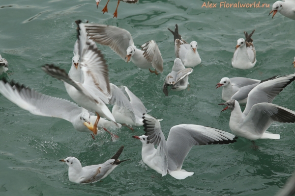 Larus ridibundus
Ключевые слова: Larus ridibundus