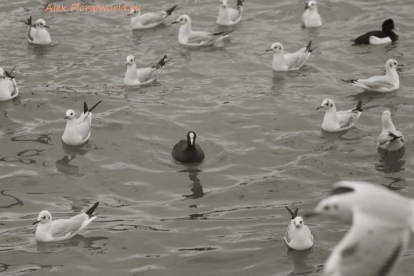 Larus ridibundus,  Fulica atra
Ключевые слова: Larus ridibundus Fulica atra