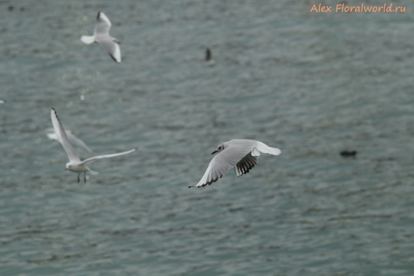 Larus ridibundus
Ключевые слова: Larus ridibundus