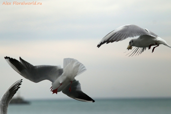 Larus ridibundus
Ключевые слова: Larus ridibundus