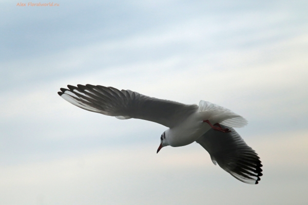 Larus ridibundus
Ключевые слова: Larus ridibundus