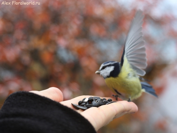 Parus caeruleus
Ключевые слова: Parus caeruleus