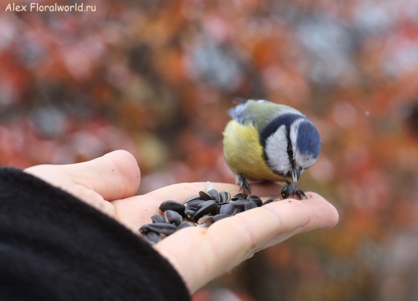 Parus caeruleus
Ключевые слова: Parus caeruleus