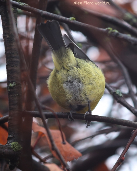 Parus caeruleus
Ключевые слова: Parus caeruleus