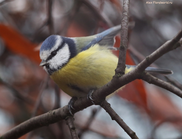 Parus caeruleus
Ключевые слова: Parus caeruleus