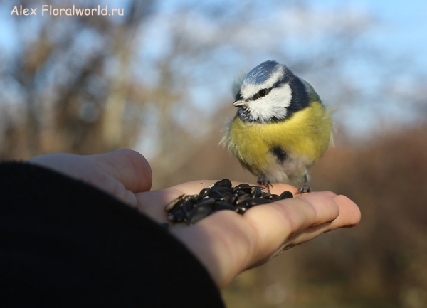 Parus caeruleus
Ключевые слова: Parus caeruleus