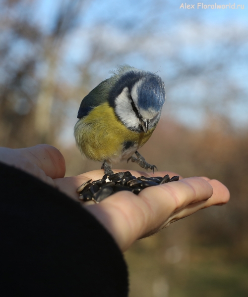 Parus caeruleus
Ключевые слова: Parus caeruleus