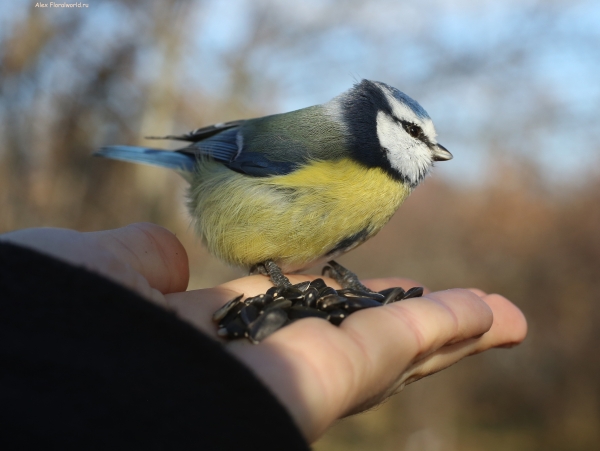 Parus caeruleus
Ключевые слова: Parus caeruleus