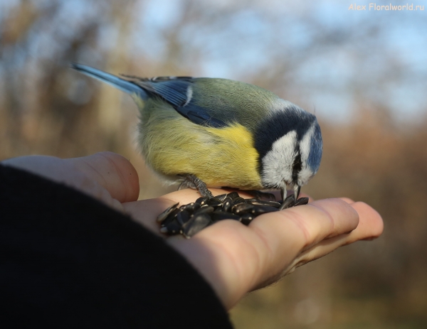 Parus caeruleus
Ключевые слова: Parus caeruleus