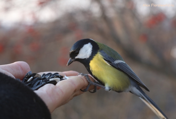 Parus major
Ключевые слова: Parus major