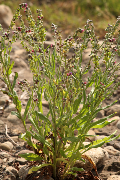 Чернокорень лекарственный - Cynoglossum officinale
Ключевые слова: Чернокорень лекарственный Cynoglossum officinale