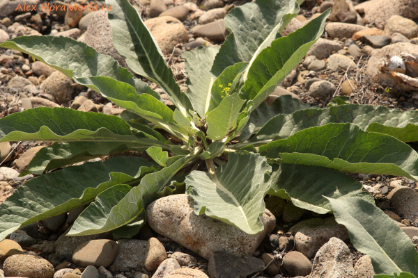 Коровяк - Verbascum
Ключевые слова: Коровяк Verbascum