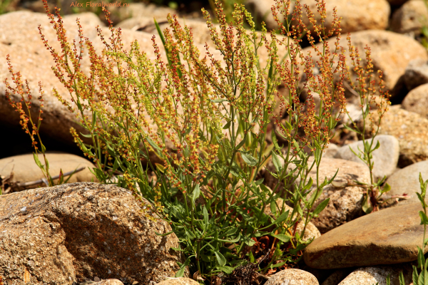 Щавелек обыкновенный - Rumex acetosella
Ключевые слова: Щавелек обыкновенный Rumex acetosella