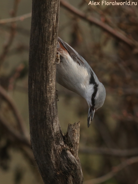  Sitta europaea
Ключевые слова: Sitta europaea