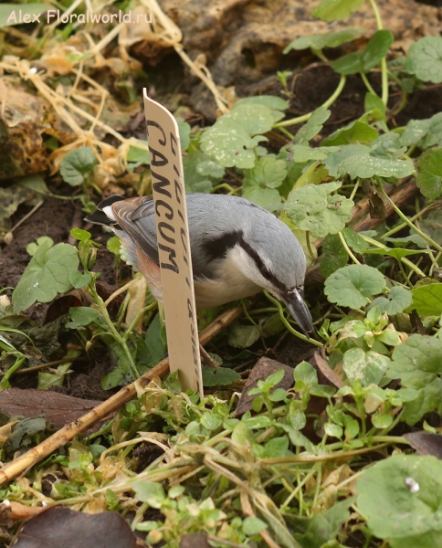  Sitta europaea
Ключевые слова: Sitta europaea