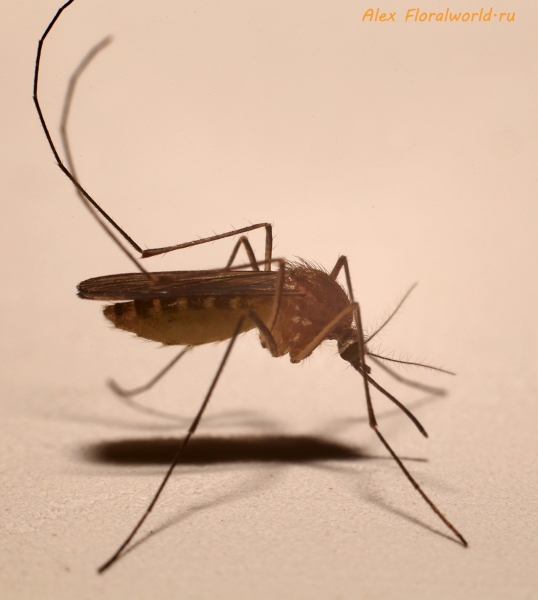 Комар
Ключевые слова: комар фото