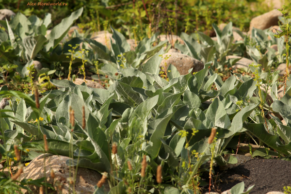 Коровяк - Verbascum
Ключевые слова: Коровяк Verbascum