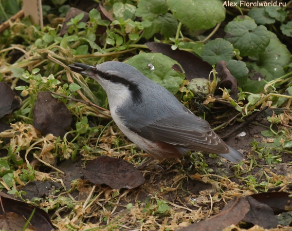  Sitta europaea
Ключевые слова: Sitta europaea