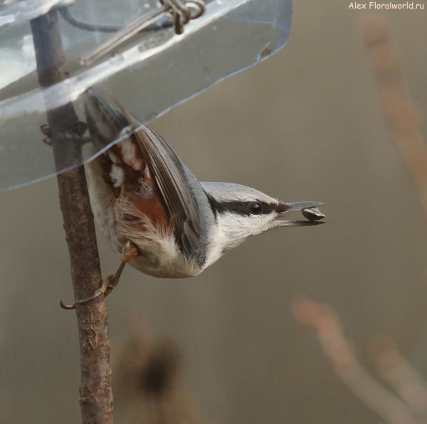  Sitta europaea
Ключевые слова: Sitta europaea