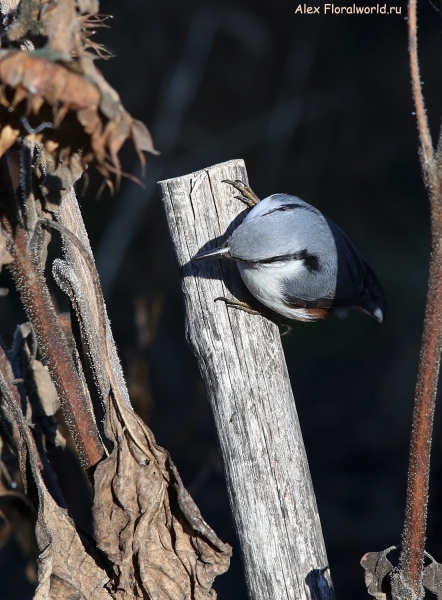 Sitta europaea
Ключевые слова: Sitta europaea