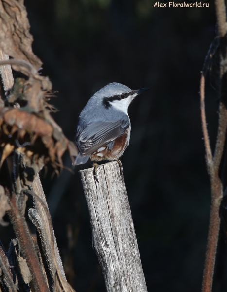 Sitta europaea
Ключевые слова: Sitta europaea