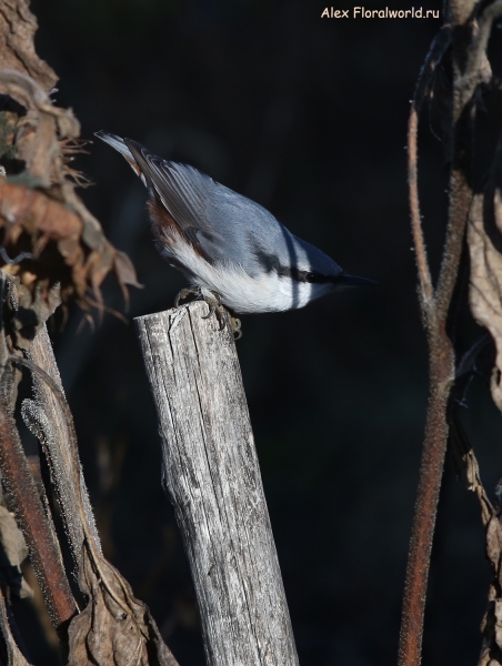 Sitta europaea
Ключевые слова: Sitta europaea