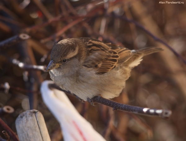 Passer domesticus
Ключевые слова: Passer domesticus