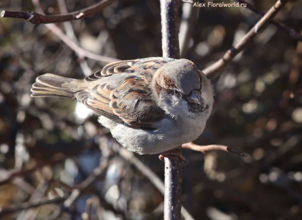 Passer domesticus
Ключевые слова: Passer domesticus