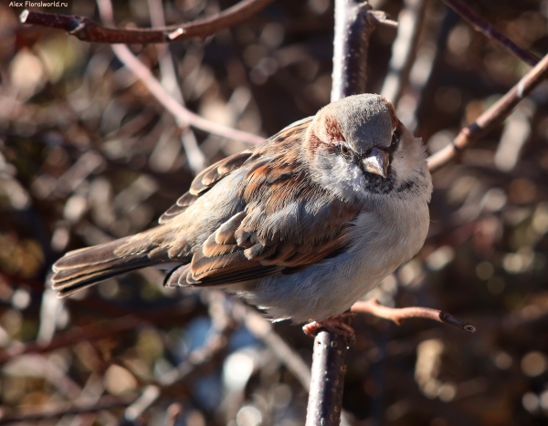 Passer domesticus
Ключевые слова: Passer domesticus
