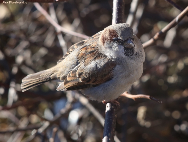 Passer domesticus
Ключевые слова: Passer domesticus